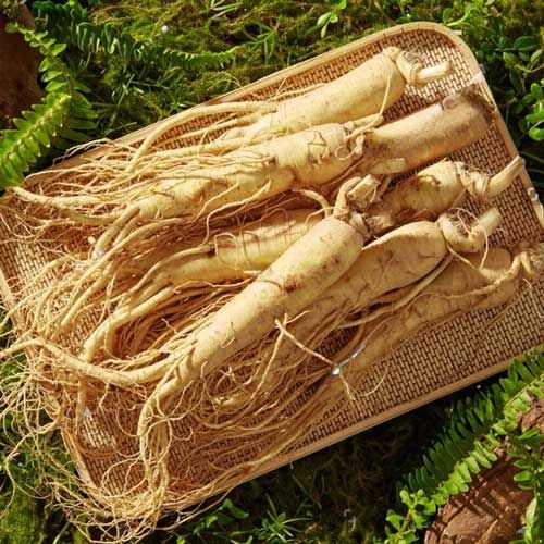 American Ginseng thumb 2 126e6623